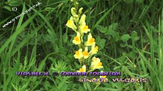 Vlasbekje  Linaria vulgaris  Common Toadflax [upl. by Frankel]