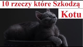 10 rzeczy które Szkodzą Kotu [upl. by Alidis163]