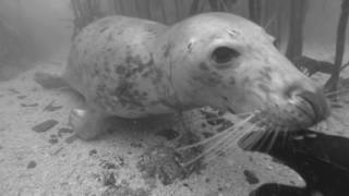 Perfect Day  Seals of The Farne Islands [upl. by Mossolb]