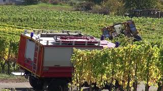 Tödlicher Unfall in den Kröver Weinbergen [upl. by Naitsirhk]