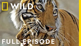 Tigress Defends Cubs Against Predators Full Episode  Clash of the Tigers [upl. by Ainesej]