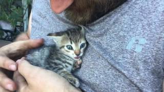 Cute Hissing Kitten [upl. by Knobloch]