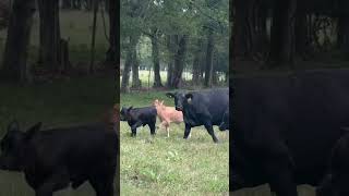 Brangus Braford Beefmaster breds and pairs Charolais Bulls exposed Feb 14 [upl. by Noyr269]