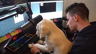 MY DOG PLAYS MINECRAFT WITH MOOSECRAFT [upl. by Atinuahs321]