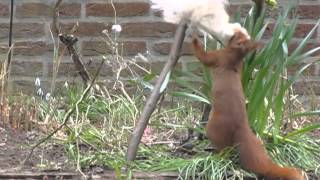 Vroege Vogels  Eekhoorn met baard [upl. by Jehovah]