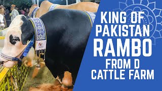 King of Pakistan Rambo amp Rocky 😍 Heavy Bulls Near Continental Bakery Gulshan Karachi  D Cattle Farm [upl. by Mauretta]