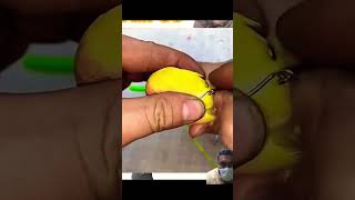 Watch quotlove birds yellow 1001 youtubeshorts lovebirds cute animalslove birds yellow [upl. by Niatsirhc]