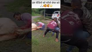 Gau mata ka bacha mar gya kgf song love maabarthshortvideo shorts mother reels tranding [upl. by Yelyah]