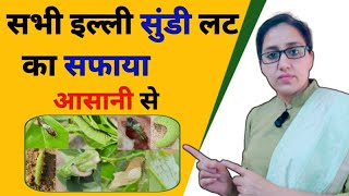 how to control fruit borer and shoot borer  treatment for all types of caterpillars  fall armyworm [upl. by Ulda]