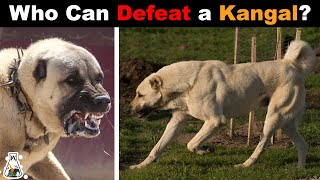 6 Dogs That Could Defeat A Kangal [upl. by Bluefarb638]