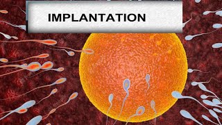 Implantation  reproductive system conceptionembryo development [upl. by Lida]