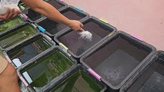 Turn Your Backyard Into A Natural Guppy Fish Farm After Watching This [upl. by Onibag]