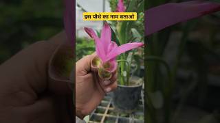 इस पौधे का क्या नाम है👌Implant Nursery Visit👌nursery shorts youtubeshorts tulip [upl. by Elacim611]