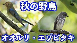 都市公園で秋の野鳥観察（オオルリ・エゾビタキ・モズ・コゲラ・ムシクイ） [upl. by Greeley64]