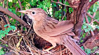 Baby babbler cleaning bugs from nest and making chicks secure BirdPlusNest [upl. by Addy]