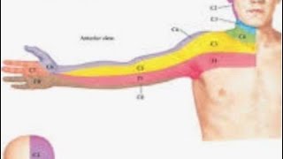 Anatomy and function of cervical nerve C7 [upl. by Algernon748]