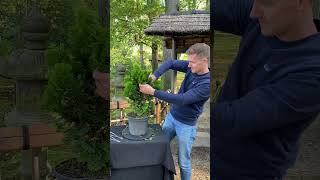 Making a Hinoki cypress Bonsai shorts craft [upl. by Zrike]