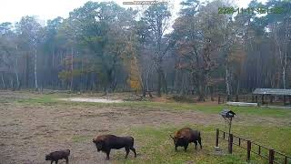 European Bison in Kobiór Forest District Poland 🥰20241111 [upl. by Ennairda438]