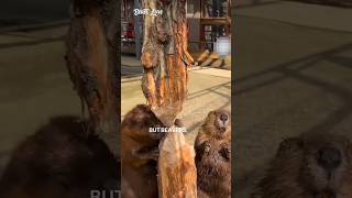 😲The Clever Way Beavers Avoid Dangershorts ytshorts nature [upl. by Riki483]