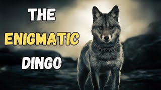 The Enigmatic Dingo Secrets of Australias Wild Dog Revealed [upl. by Onej]