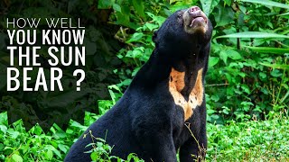 Sun Bear  Description Characteristics and Facts [upl. by Brody415]