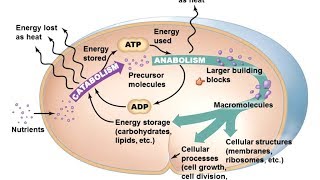 Microbiology of Microbial Metabolism [upl. by Adria]