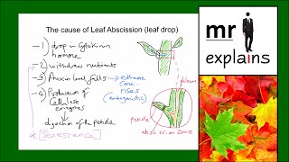 mr i explains The cause of Leaf Abscission leaf drop [upl. by Mollie]