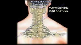 Anatomy Of The Neck amp Cervical Spine  Everything You Need To Know  Dr Nabil Ebraheim [upl. by Oivlis287]