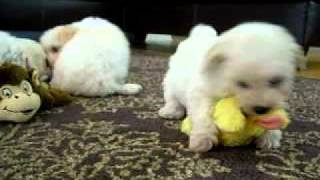 Bichon Frise Puppies Playing [upl. by Yrrag]