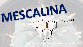 MESCALINA la molecola sacra dei Catus Peyote e San Pedro dal Messico e dalle Ande fino ad oggi [upl. by Olivie]