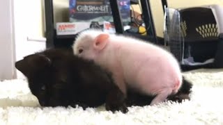 Orphaned Piglet Comforts Kitten Bestie When She Has Seizures [upl. by Ahsyen]