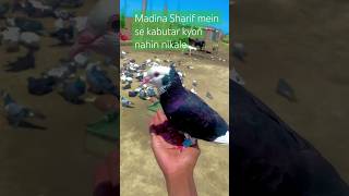 Madina Sharif mein kabutar kaun se Hain 🤔shortvideo viralvideo videoviral wateching [upl. by Trebuh73]