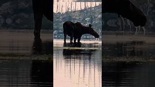 Moose does the happy dance after cooling swim 🦌💃✨ [upl. by Ayekel]