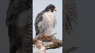 Falcon attack 😱😲 falcon factsinhindi amazingfacts shortvideo shorts ytshorts youtubeshorts [upl. by Amelus92]