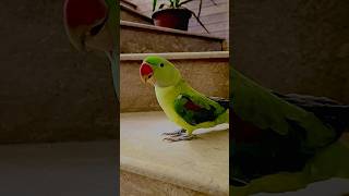 Talking Parrot Saying Allah Hoo abubakervlogsshortsfeedviralvideo [upl. by Rettuc]