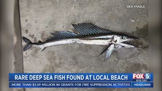 Marine Experts Study Rare Fish That Washed Up In San Diego [upl. by Ardnuahc]