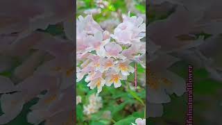 Gorgeous neems flowersflowers naturesgarden naturalflowers nature roseflowergarden love 1mill [upl. by Gefen]