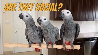 Are African Grey Parrots Social Birds [upl. by Alitta]