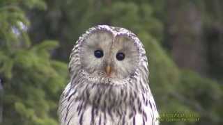 SLAGUGGLA Ural Owl Strix uralensis Klipp  1735 [upl. by Jeanine137]