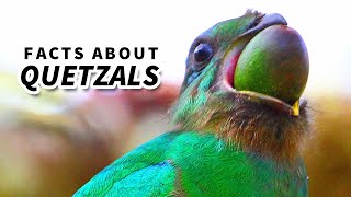 Quetzal Facts BEAUTIFUL BIRDS  Animal Fact Files [upl. by Eiramlirpa288]