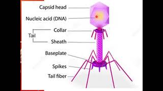 Phage Therapy [upl. by Otsenre]