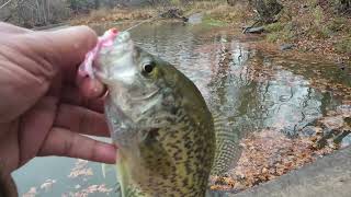 Steelhead Fishing In Ohios Lake Erie Tributary [upl. by Hermia637]