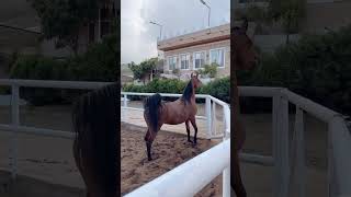 Super magnificent youtubeshorts shortsfeed amazing horse [upl. by Niatsirhc]