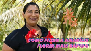 Como fazer a Amarílis florir mais rápido [upl. by Itisahc]