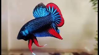 AMAZING RARE WILD BETTA IMBELLIS FLARING [upl. by Hayott]