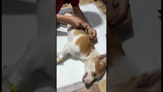 Antibiotic injection for pain killer and cat spaying [upl. by Ednalrym29]