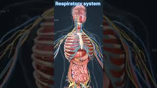 Respiratory system  in human body 3d model video 💥💥💥💥💥💥 [upl. by Finkelstein]