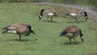 Canadian Geese and Ducks Steinheil München Culminar 135mm f45 VL L39 2018 [upl. by Paluas]