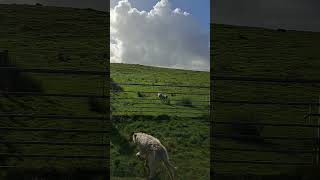 Dog jumping fences Lola the Bedlington Whippet doglover nature jumping [upl. by Genvieve]