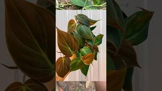 Philodendron Micans propagation ❤️ philodendron philodendronmicans dendron [upl. by Dionysus]